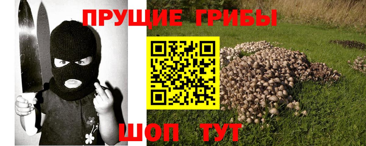 Верхняя Пышма  Псилоцибиновые грибы Psilocybe  Вход с VPN 